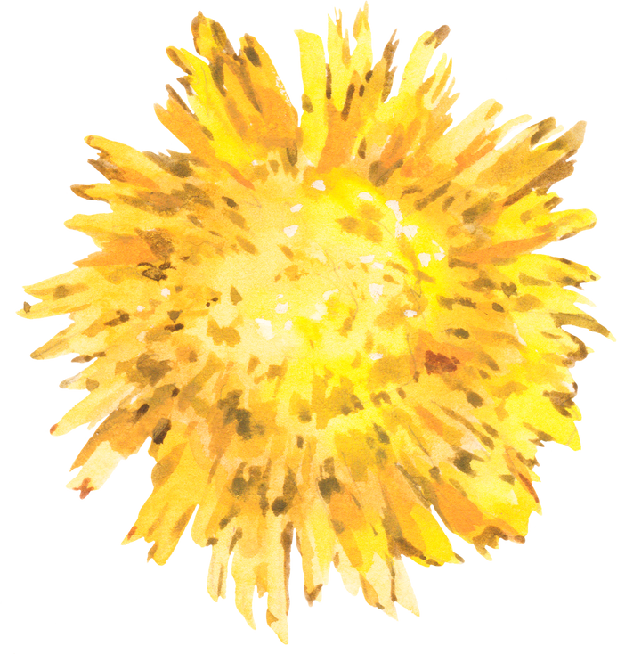 Watercolor Dandelion Summer Flowers